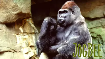 Beloved Gorilla Kitombe Passes Away at Boston Zoo