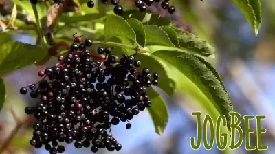 Study Reveals Health Benefits of Elderberry Juice for Weight Management